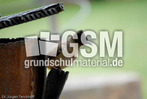 Graubülbül (1 von 5).jpg